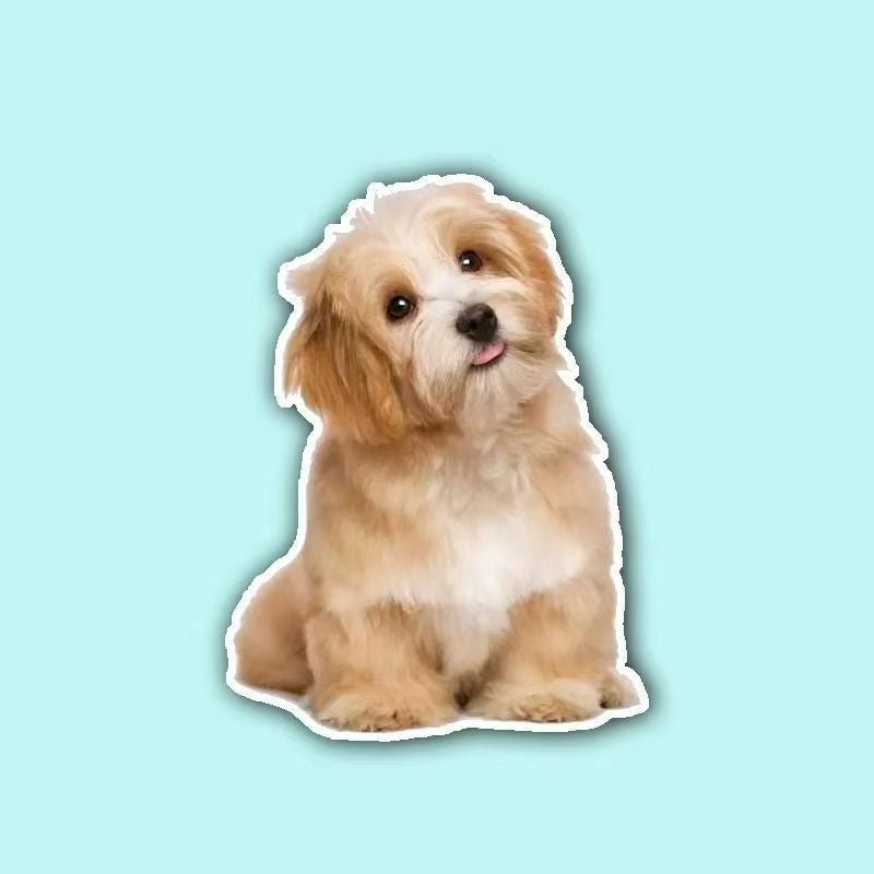 Custom Pet Photo Waterproof Luggage Sticker β Personalized Bumper Sticker