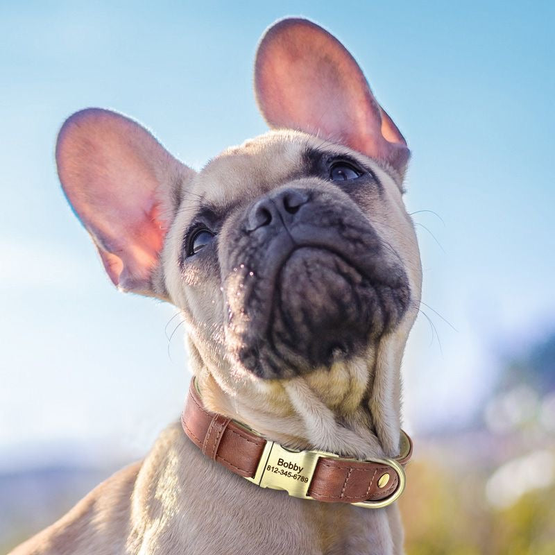 Custom Engraved Pet Information Anti-Lost Snap Buckle Quick-Release Faux Leather Pet Collar