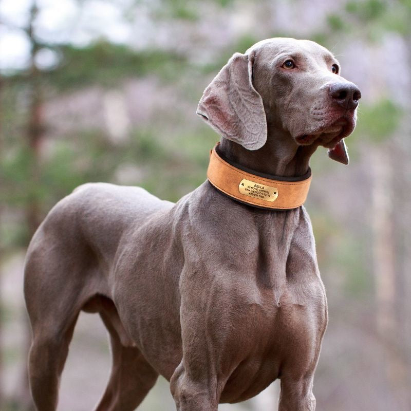 Widened & Thickened Faux Leather Pet Collar with Custom Engraved Pet Information – Anti-Lost, Designed for Medium and Large Dogs