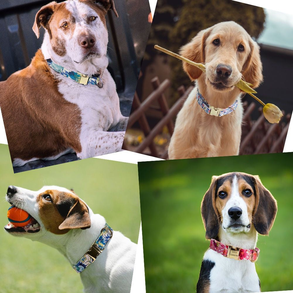 Custom Engraved Pet Information Anti-Lost Pet Colorful Patterned Webbing Collar