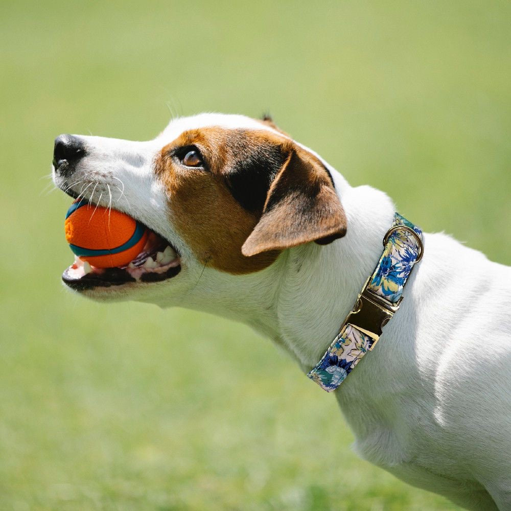 Custom Engraved Pet Information Anti-Lost Pet Colorful Patterned Webbing Collar