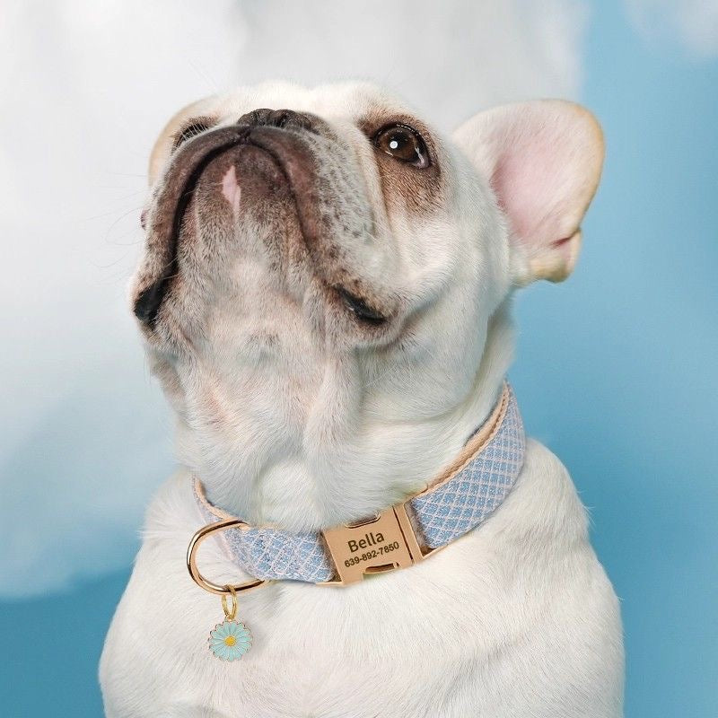 Custom Engraved Pet Information Anti-Lost Pet Macaron-Colored Webbing Collar