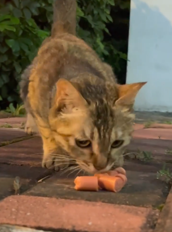 Meet Luna: How One Feral Cat’s Rescue Became a Movement