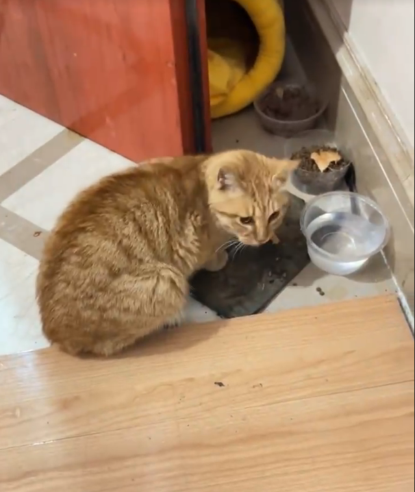 Stray animals eat every single bite like it might be their last…
